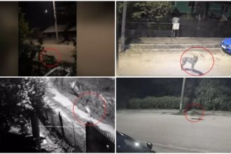 Sat terorizat de lupi. Animalele intră în gospodării și ucid până și câinii de pază: „Așteptăm să se întâmple ceva oribil?!”