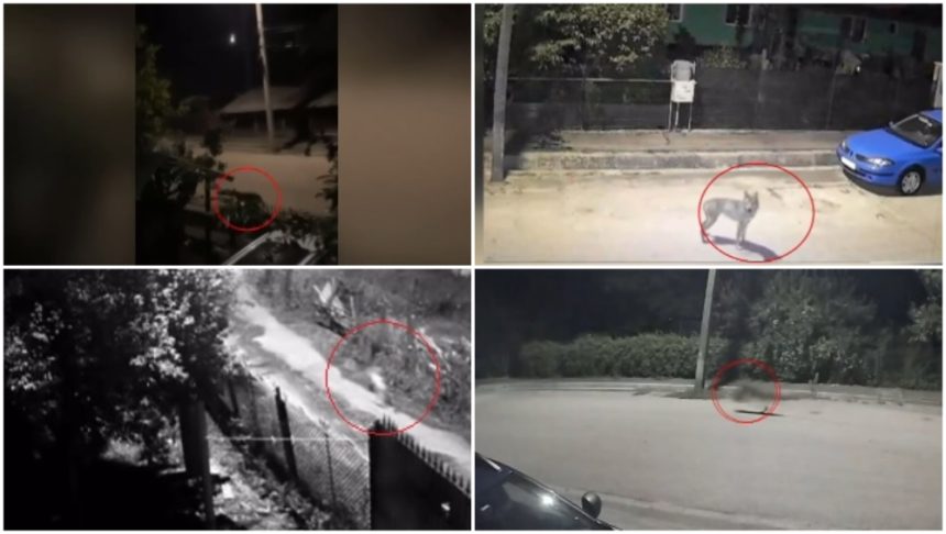 Sat în pragul teroarei: lupi năvălesc în gospodării și ucid chiar și câinii de pază, sătenii cer intervenție imediată Sat terorizat de lupi. Animalele intră în gospodării și ucid până și câinii de pază: „Așteptăm să se întâmple ceva oribil?!”