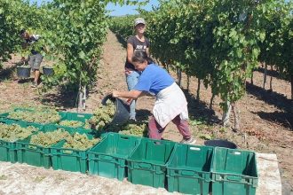 Cât se câștigă la culesul strugurilor: „Se munceşte zilnic, câte şapte ore”. Cu ce problemă se confruntă viticultorii, în ciuda producției bune