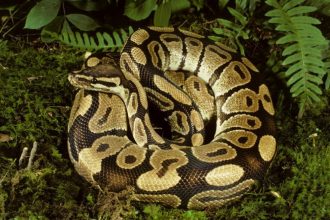 Controverse la Zoo Sibiu. Iepure viu, oferit unui piton, în fața copiilor: „Trebuie să simtă bătăile inimii animalului pe care îl vânează”