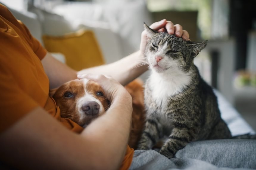 4.000 de oameni cer schimbare: protest masiv în București de Ziua Animalelor pentru drepturile necuvântătoarelor Protest pentru drepturile animalelor în București. În jur de 4.000 de oameni au ieșit în stradă de Ziua Animalelor