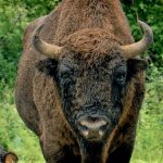 Un zimbru de aproape o tonă a fost găsit fără cap la Măgura Ilvei. Ce suspiciuni au autoritățile în legătură cu moartea animalului