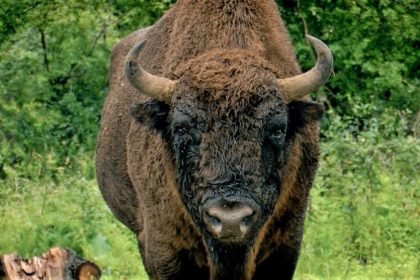 Un zimbru de aproape o tonă a fost găsit fără cap la Măgura Ilvei. Ce suspiciuni au autoritățile în legătură cu moartea animalului
