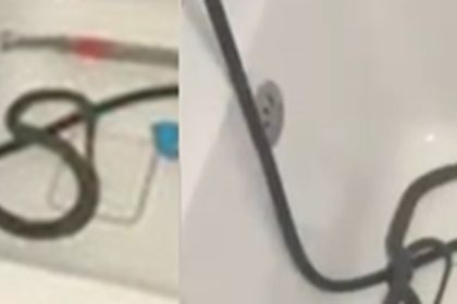 Descoperire neașteptată în Medgidia. O femeie a găsit un șarpe baie, în timp ce se pregătea să-i facă baie copilului