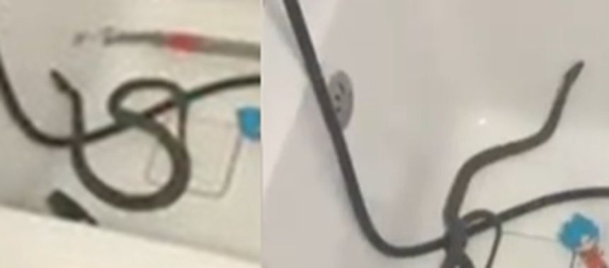 Groază în Medgidia: o mamă a descoperit un șarpe în baie chiar când pregătea baia copilului Descoperire neașteptată în Medgidia. O femeie a găsit un șarpe baie, în timp ce se pregătea să-i facă baie copilului